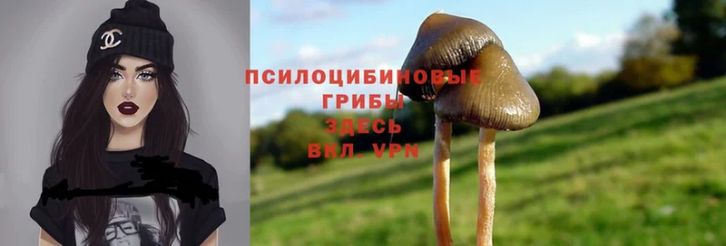 MEGA онион  где можно купить   Барыш  Галлюциногенные грибы Psilocybe 